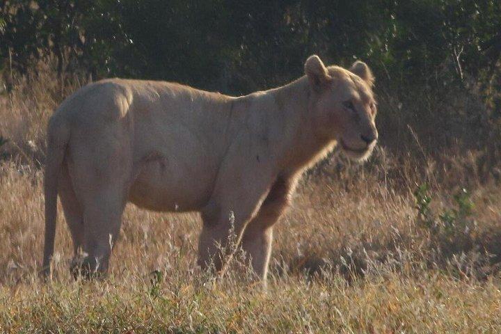 4 Day Kruger National Park Shared Wildlife Adventure