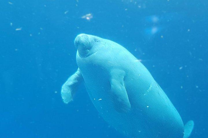 伊勢神宮ミキモト真珠島または鳥羽水族館ツアー
