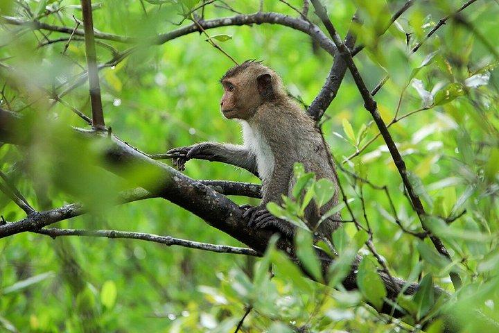 ホーチミン市内から：カン・ギオ森林＆野生動物観光船ツアー