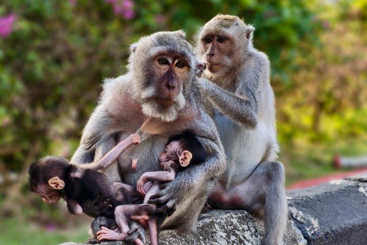 ウルワツのサンセットツアーとケチャックの火のダンス付き（すべて込み）