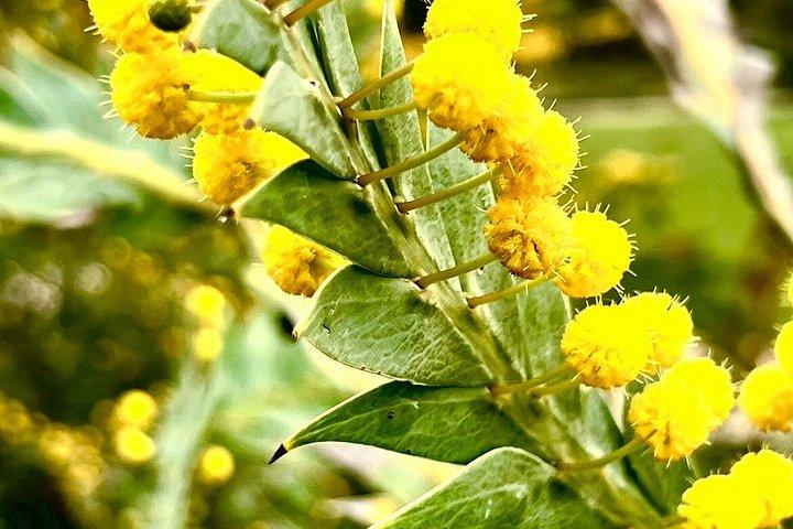 Spring Wildflower Private Day Tours