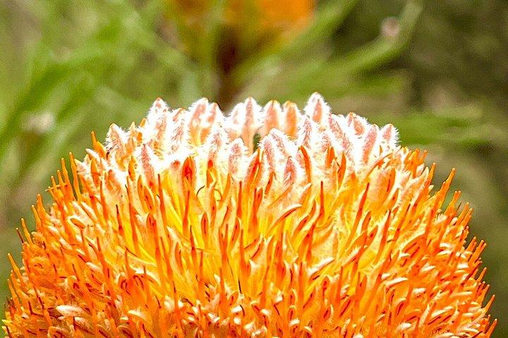 Spring Wildflower Private Day Tours