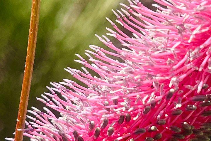 Spring Wildflower Private Day Tours