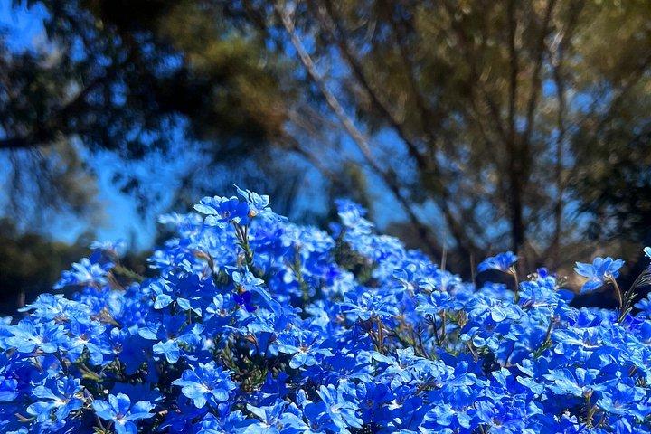 Spring Wildflower Private Day Tours