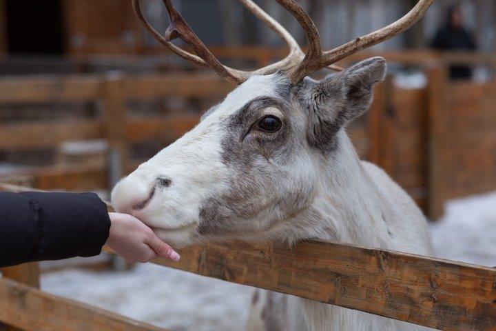Rovaniemi Rengårdsbesök och slädfärd
