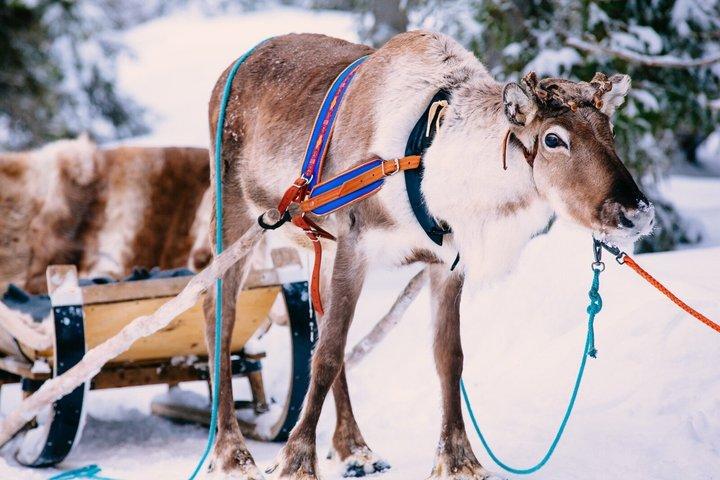 Rovaniemi Rengårdsbesök och slädfärd