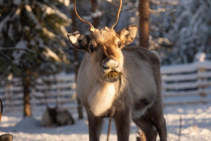 Rovaniemi Rengårdsbesök och slädfärd