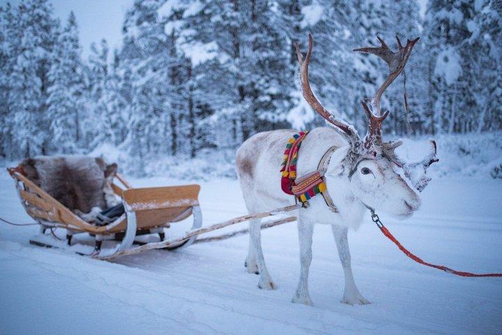Rovaniemi Rengårdsbesök och slädfärd