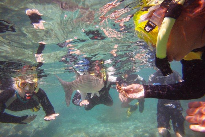 Escursione di snorkeling "Get Wet" all'Isla de Lobos con partenza da Corralejo.