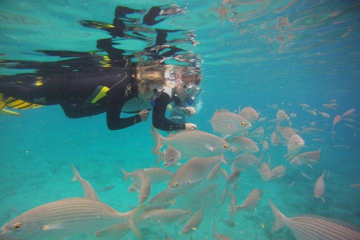 Get Wet Snorkeling Tour to Isla de Lobos from Corralejo