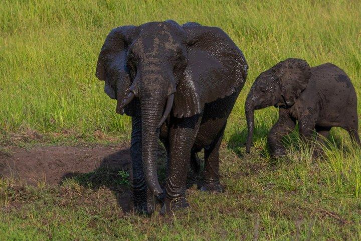 Maputo Reserva Especial Safari de dia inteiro via veículo aberto