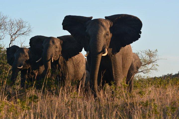 Maputo Reserva Especial Safari de dia inteiro via veículo aberto