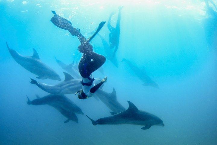 Dolphins, Seals and Hot Springs Experience Mornington Peninsula