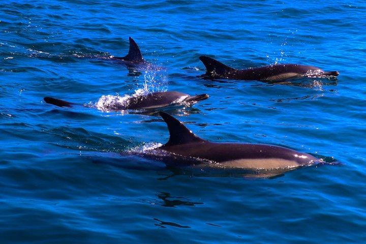 Dingle Sea Safari - Tour in gommone nella baia di Dingle
