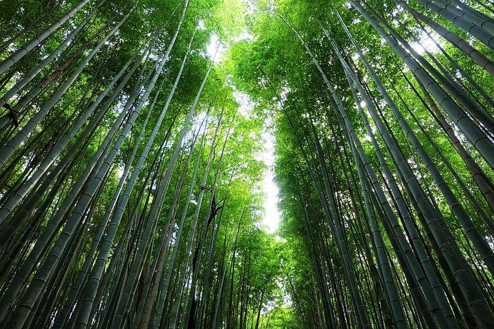 嵯峨野鉄道保津川ツアーで京都と嵐山を巡る