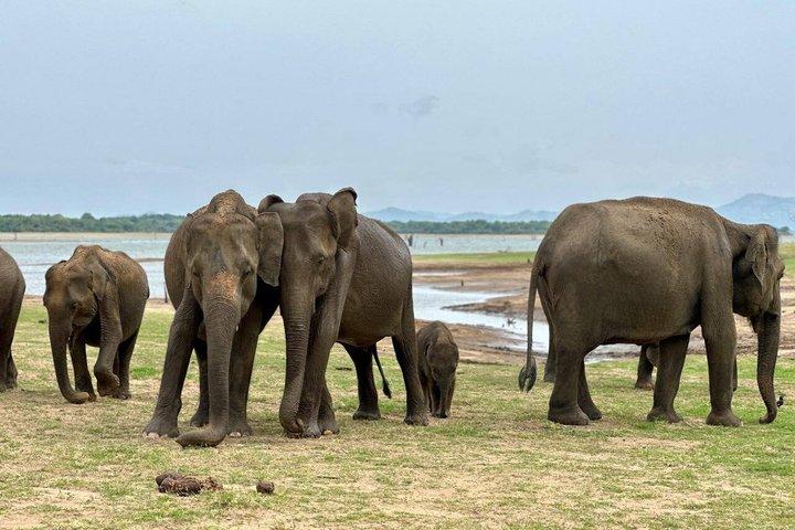 Udawalawe National Park Safari with Experienced Driver