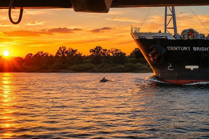 Tour ecológico de delfines al atardecer