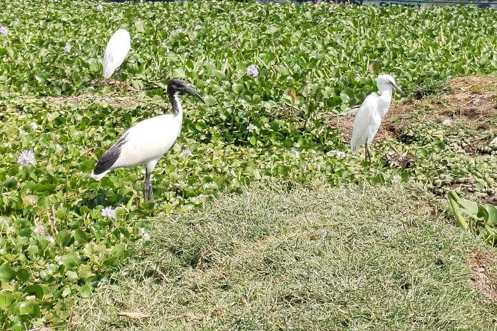 ナイロビ発ヘルズゲート国立公園とナイバシャ湖への日帰り旅行