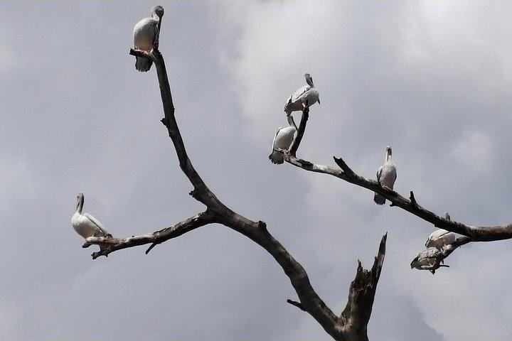 ナイロビ発ヘルズゲート国立公園とナイバシャ湖への日帰り旅行
