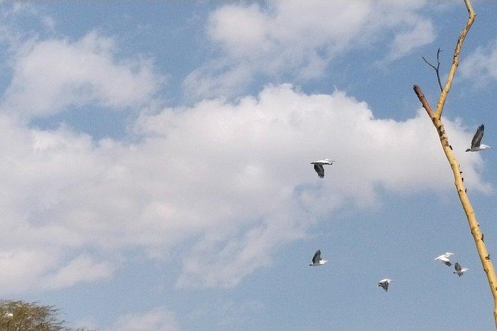 ナイロビ発ヘルズゲート国立公園とナイバシャ湖への日帰り旅行