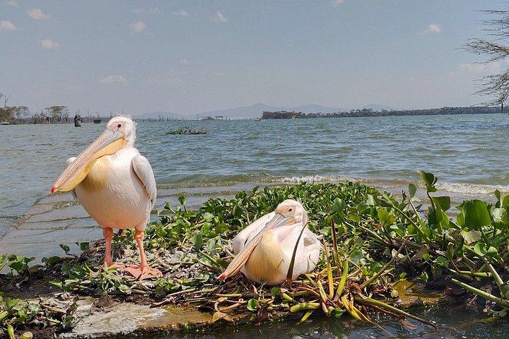 ナイロビ発ヘルズゲート国立公園とナイバシャ湖への日帰り旅行