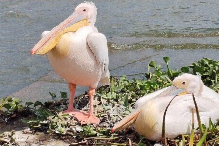 ナイロビ発ヘルズゲート国立公園とナイバシャ湖への日帰り旅行