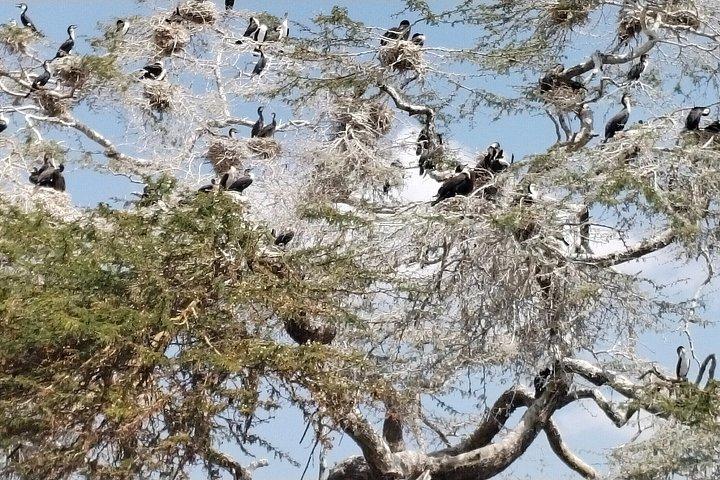 ナイロビ発ヘルズゲート国立公園とナイバシャ湖への日帰り旅行