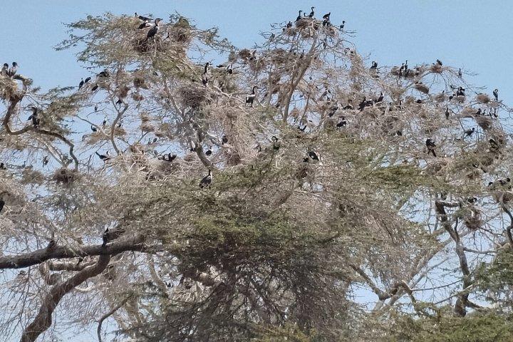 ナイロビ発ヘルズゲート国立公園とナイバシャ湖への日帰り旅行