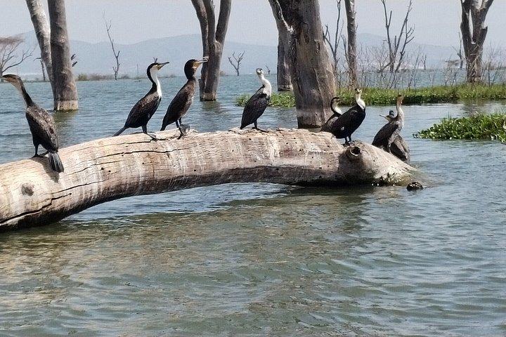 ナイロビ発ヘルズゲート国立公園とナイバシャ湖への日帰り旅行