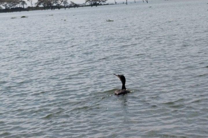 ナイロビ発ヘルズゲート国立公園とナイバシャ湖への日帰り旅行