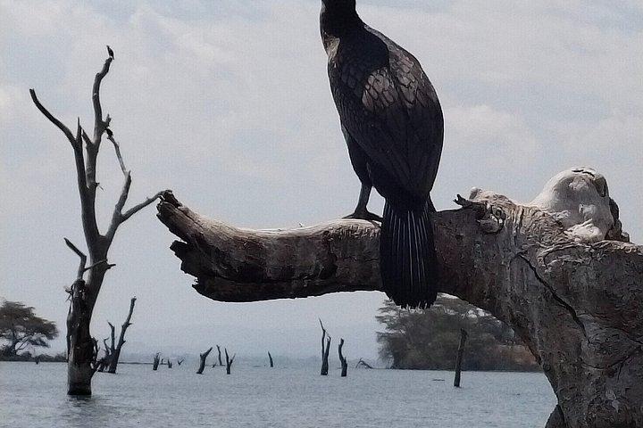 ナイロビ発ヘルズゲート国立公園とナイバシャ湖への日帰り旅行