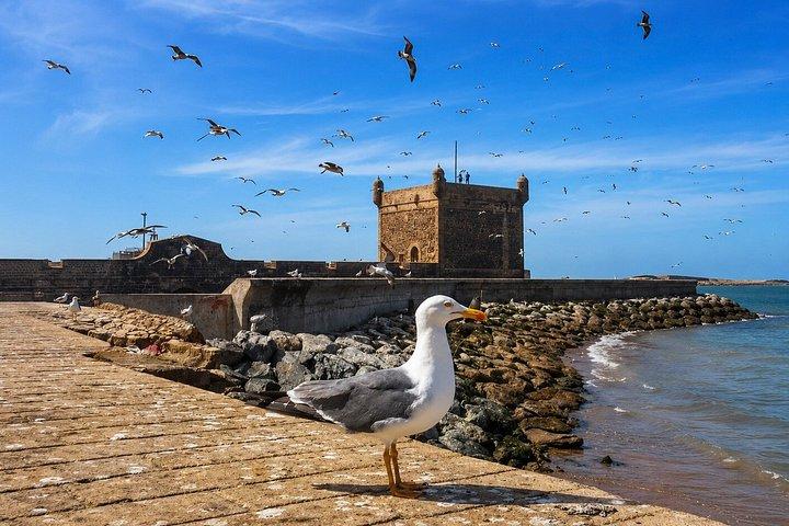 Excursion d'une journée de Marrakech à Essaouira | Petit groupe