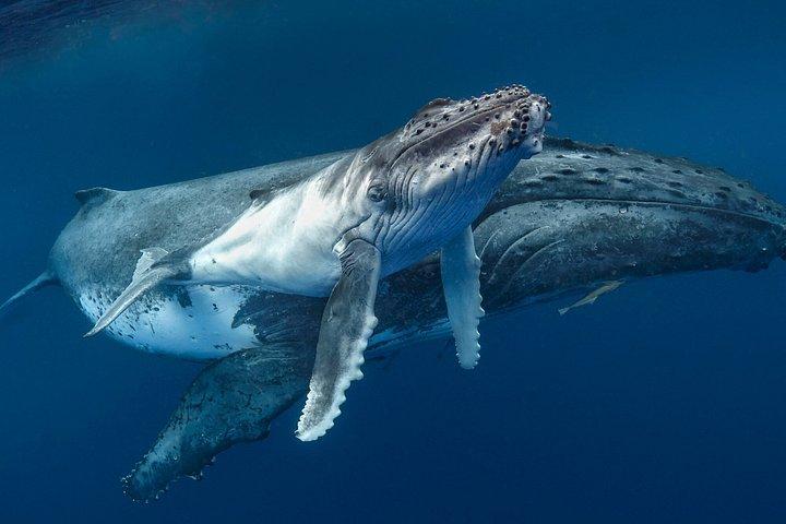 Exit Whales between Tahiti and Moorea
