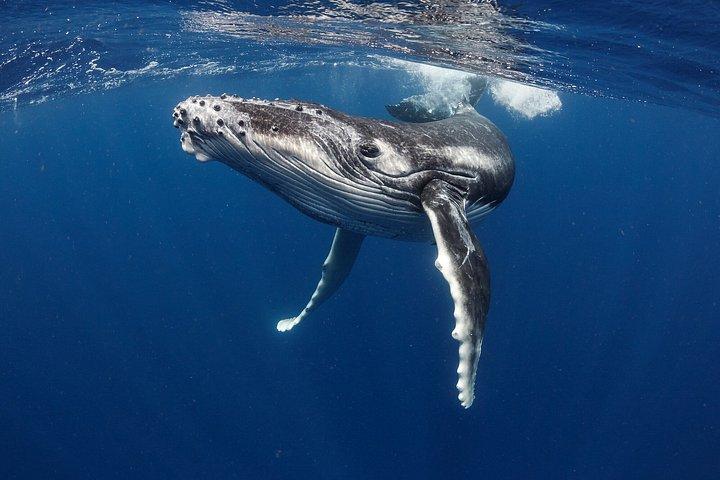 Exit Whales between Tahiti and Moorea
