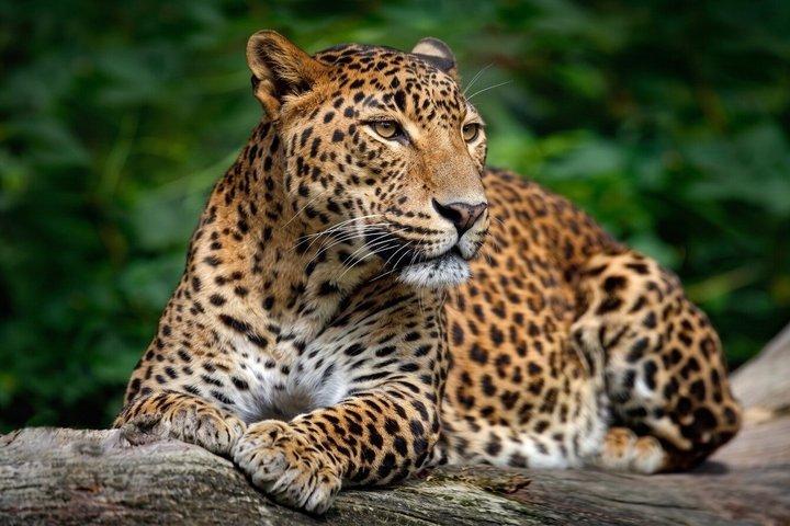 Yala Gaya Safari – Leopards, Elephants & Wildlife