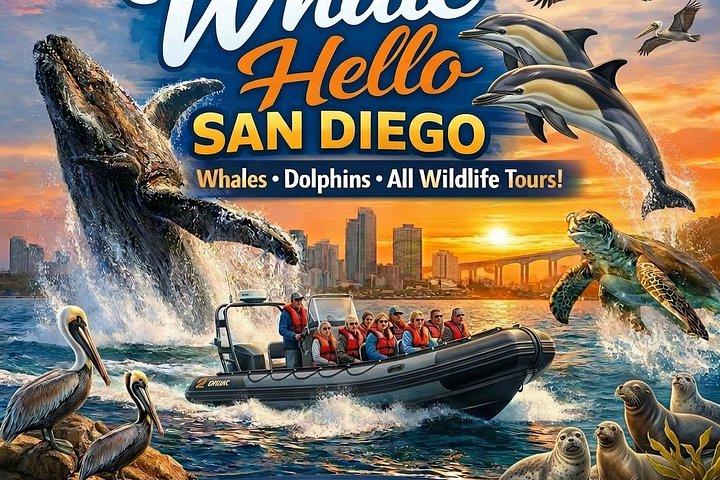 Experience San Diego Dolphin Watching Shared Tour