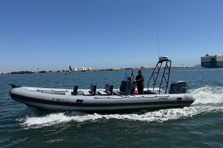 Experience San Diego Dolphin Watching Shared Tour