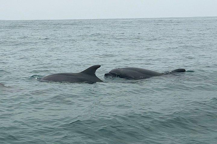 Experience San Diego Dolphin Watching Shared Tour