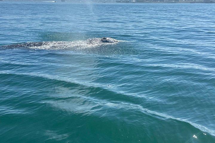 Experience San Diego Dolphin Watching Shared Tour