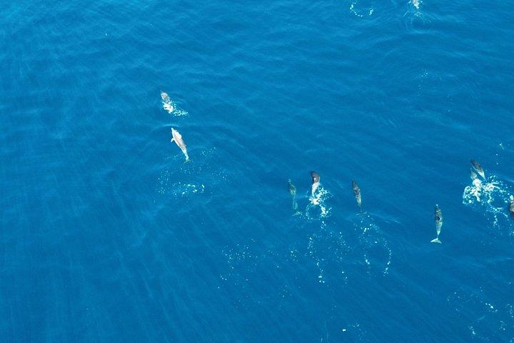 Experience San Diego Dolphin Watching Shared Tour
