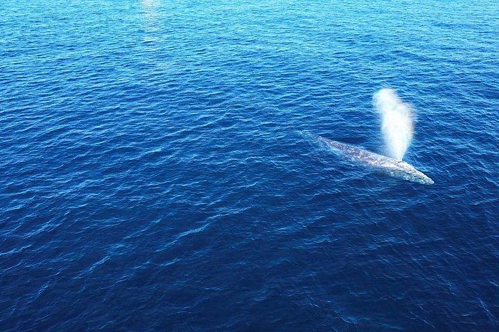Experience San Diego Dolphin Watching Shared Tour