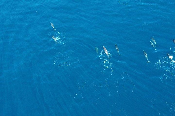 Experience San Diego Dolphin Watching Shared Tour