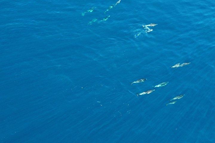 Experience San Diego Dolphin Watching Shared Tour