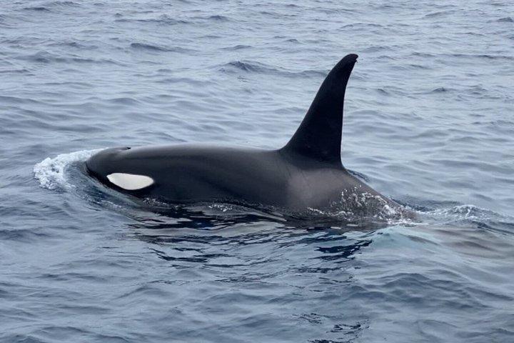Experience San Diego Dolphin Watching Shared Tour