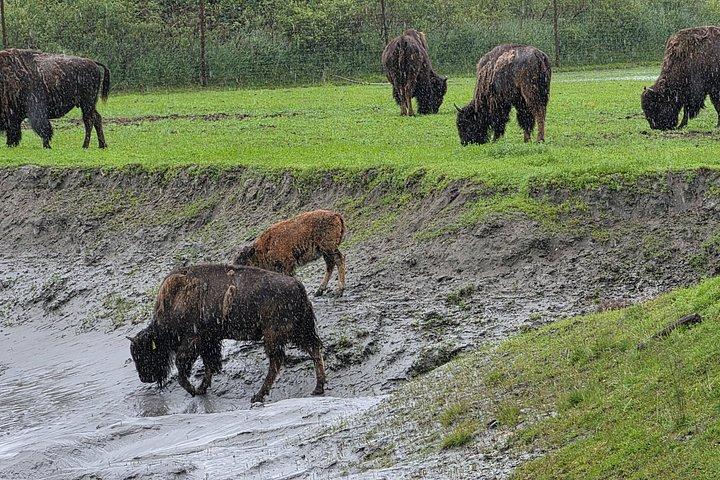 アンカレッジからアラスカ野生生物保護センターへの VIP ツアー
