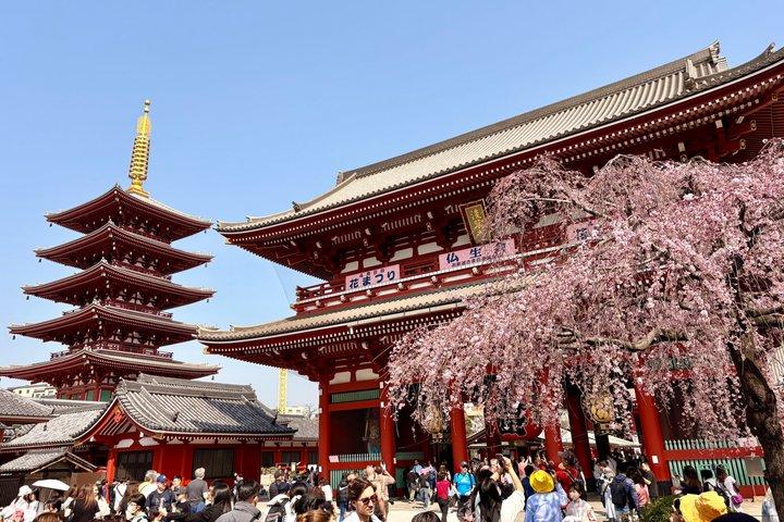 Privat halvdagstur till Tokyos höjdpunkter med bil med Guide