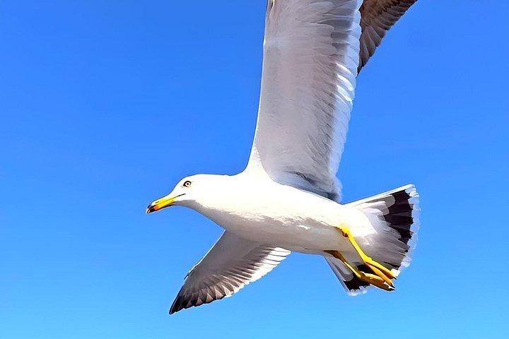 大阪発天橋立伊根船屋とみやま日帰りツアー
