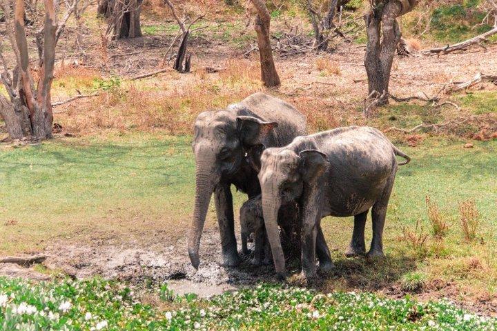 Yala Nationalpark Private Jeep Safari Ganztägige 7 Stunden oder 4 Stunden Safari