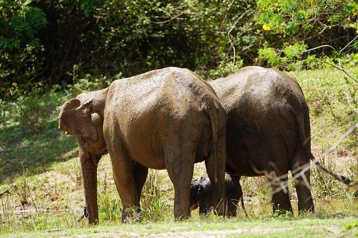 ウダワラワサファリ象の孤児院シェアツアーハンバントータ港