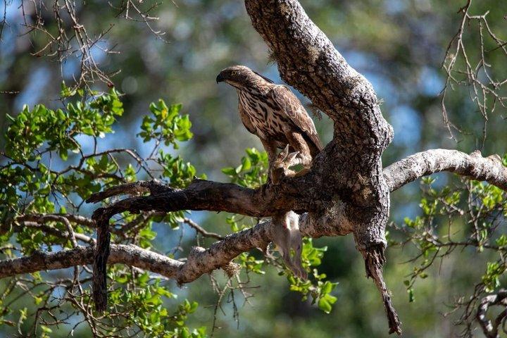 Yala Nationalpark Private Jeep Safari Ganztägige 7 Stunden oder 4 Stunden Safari